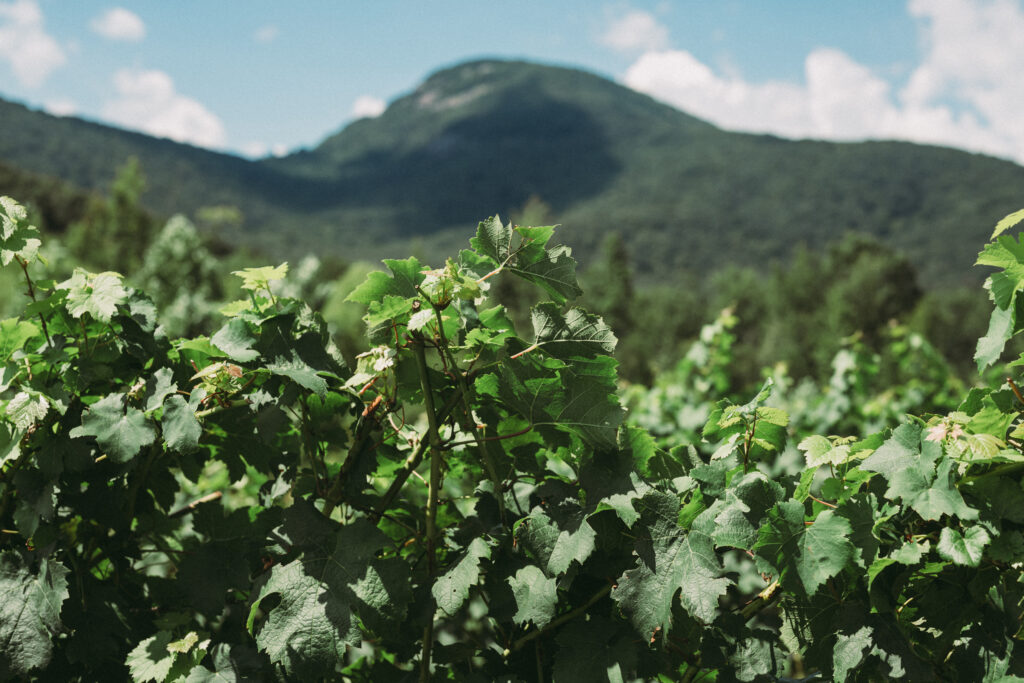 yonah mountain kensington vineyard surprise proposal location