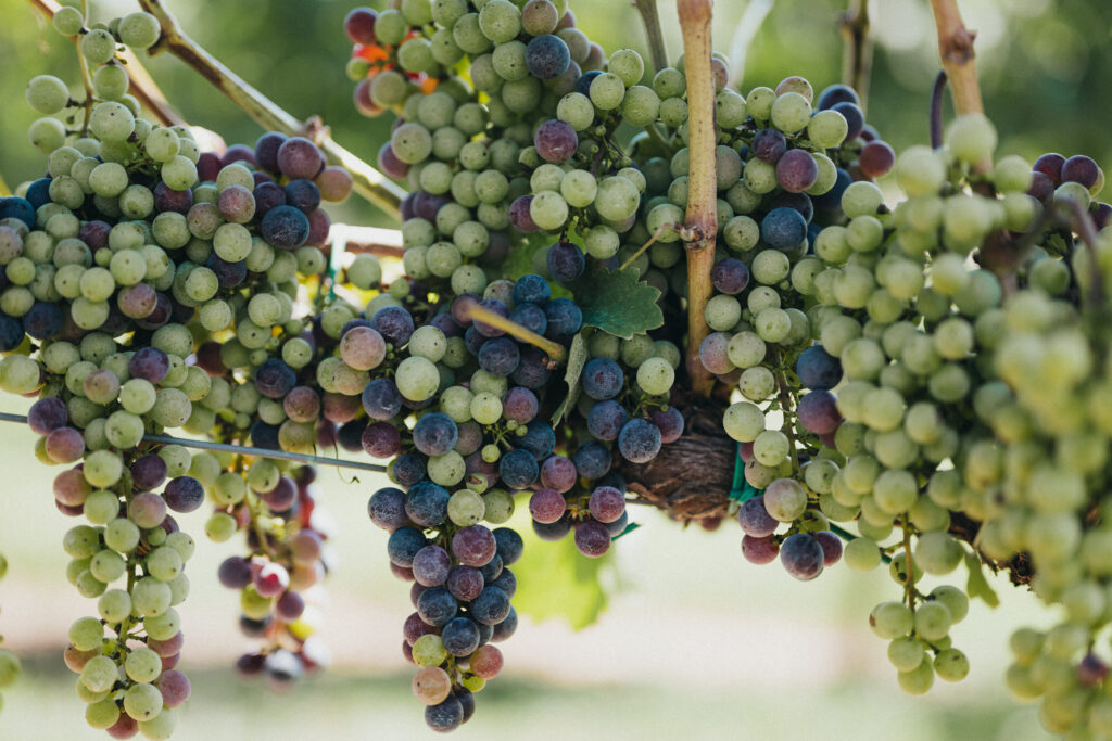 yonah mountain kensington vineyard grapes